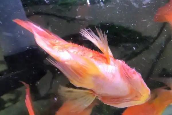 鹦鹉鱼烂头病怎么治疗，可以用甲硝唑或者红霉素治疗