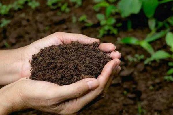 鱼腥草怎么种植，按照20厘米的间距定植根茎