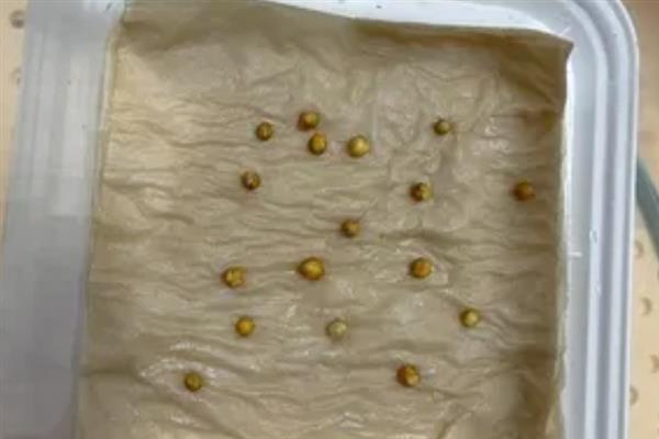 旱金莲种子的催芽方法，以下4种方式均可采取