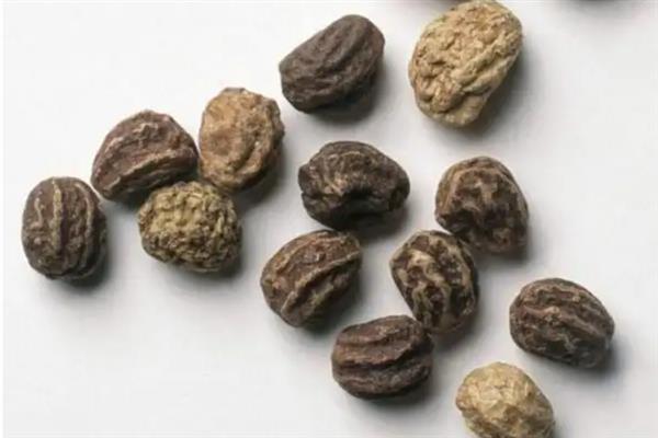 旱金莲种子的催芽方法，以下4种方式均可采取
