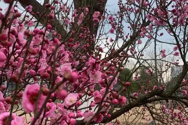 梅花的开放时间，以2-3月份为主