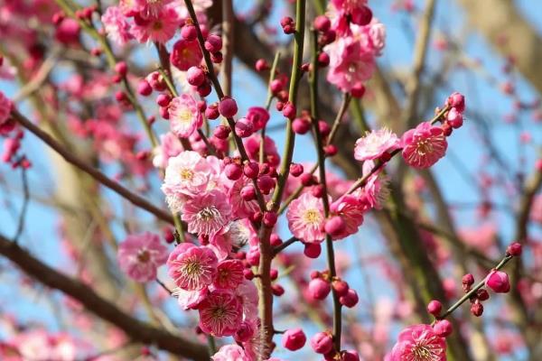梅花的开放时间，以2-3月份为主