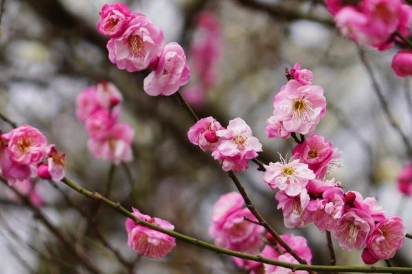 梅花的开放时间，以2-3月份为主