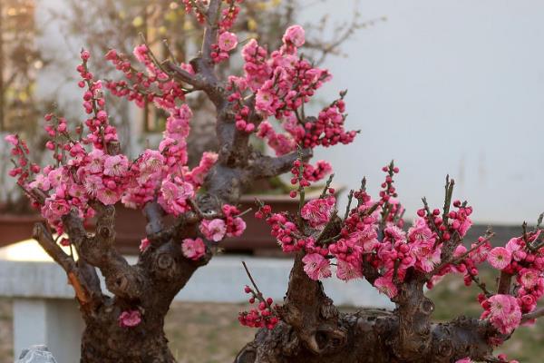 梅花的开放时间，以2-3月份为主