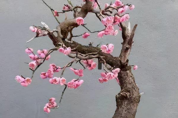 梅花的开放时间，以2-3月份为主