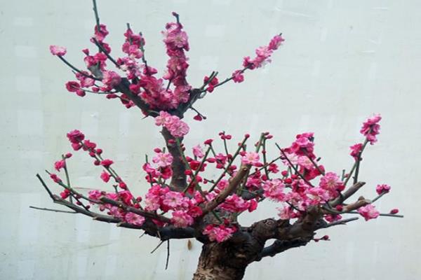 梅花的开放时间，以2-3月份为主