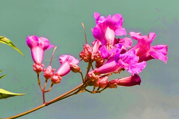 凌霄花的寓意，寓意倔强坚持、慈母的爱等