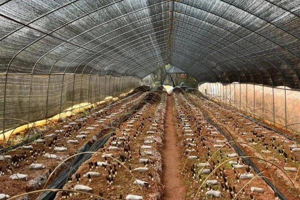 羊肚菌地膜盖多长时间可以揭掉