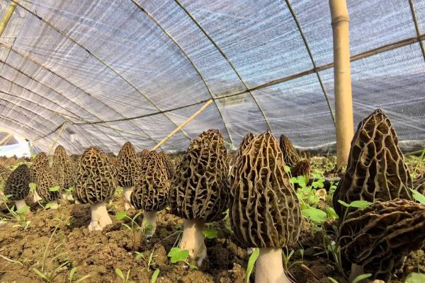 羊肚菌地膜盖多长时间可以揭掉
