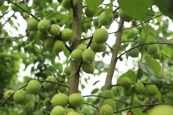 广东汕尾的特产，有陆河青梅、陆河木瓜等
