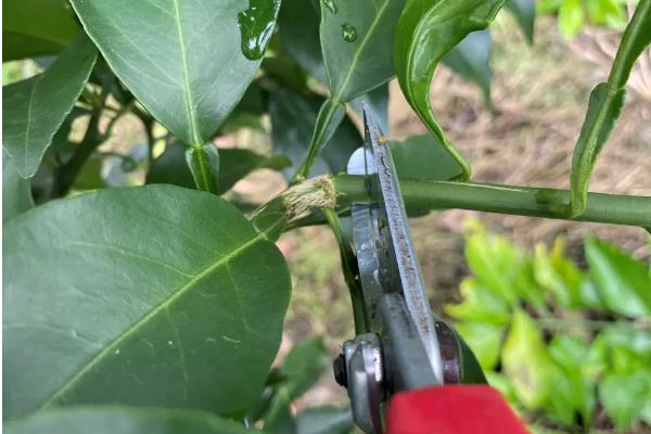 沙糖桔在几月份放钾肥，挂果一星期后将钾肥和氮磷肥混合着施