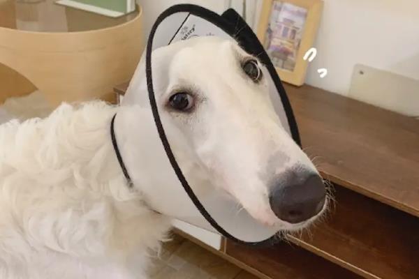 拽狗尾巴的后果，可能会遭到攻击