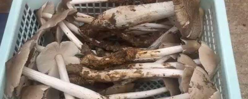 鸡纵菌一般长在什么地方，一般生长在针阔叶林中、包谷地等地方