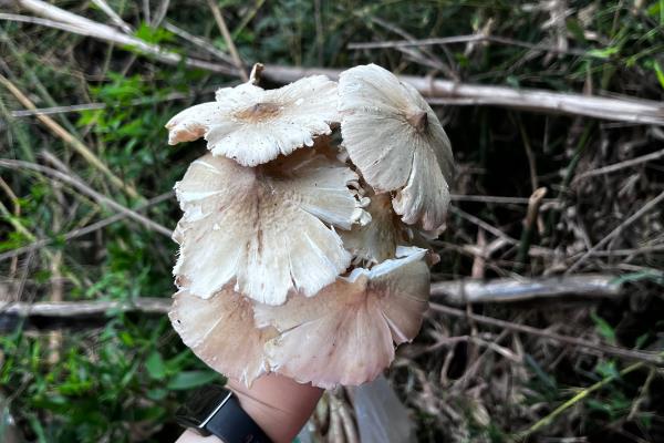 鸡纵菌一般长在什么地方，一般生长在针阔叶林中、包谷地等地方