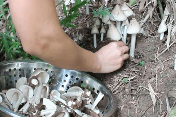 鸡纵菌一般长在什么地方，一般生长在针阔叶林中、包谷地等地方