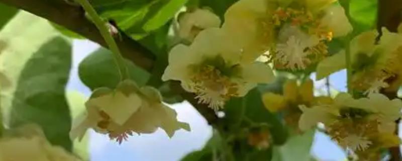 猕猴桃花期的管理方法，一般在萌芽前修剪疏花