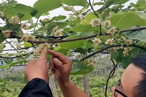 猕猴桃花期的管理方法，一般在萌芽前修剪疏花