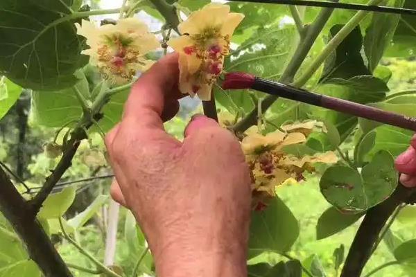 猕猴桃花期的管理方法，一般在萌芽前修剪疏花