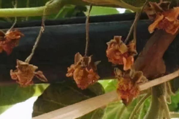 猕猴桃花期的管理方法，一般在萌芽前修剪疏花