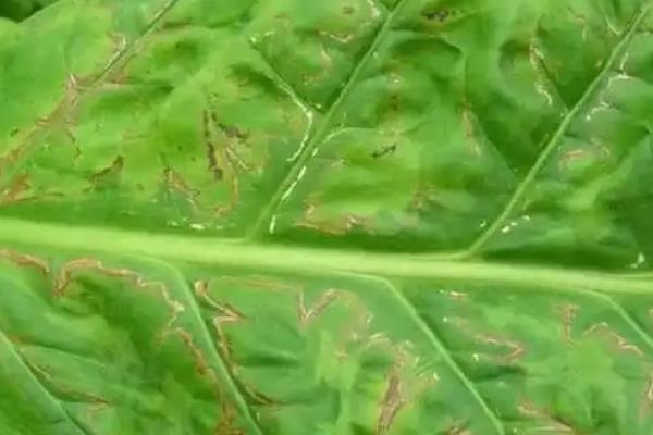 烟草花叶病的危害症状，叶脉两侧叶肉组织会渐呈淡绿色