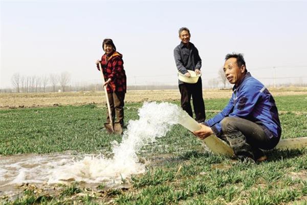 小麦叶尖发黄的原因，氮肥施用过多或除草剂药害均会导致