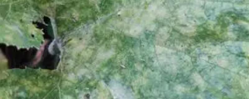南瓜叶子上有白色霉斑是什么，是感染了白粉病