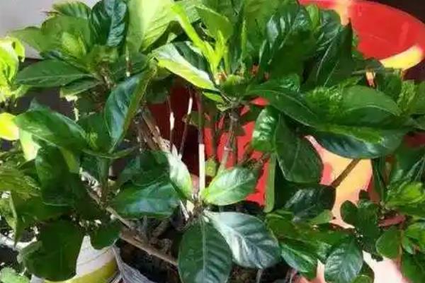 栀子花春天的养殖方法，春天要让其有充足的水肥