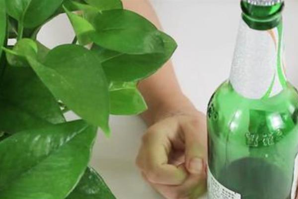 浇花用啤酒好不好，可增加养分并促进光合作用