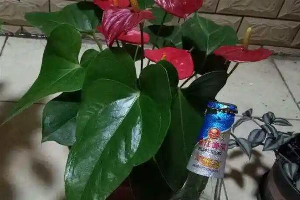 浇花用啤酒好不好，可增加养分并促进光合作用