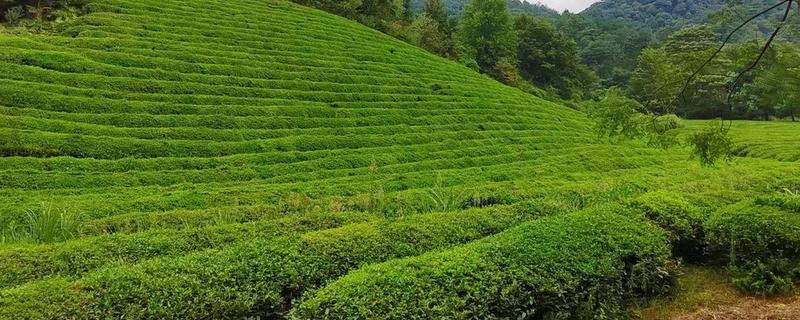 白露过后雨水还多不多，雨水多不多主要看地区