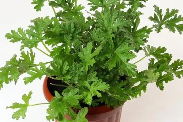 驱蚊草怎么养殖，平时每隔3-6天浇一次水