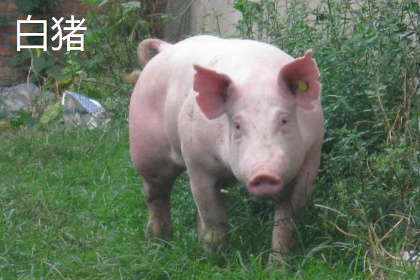黑猪和白猪有什么区别，生长周期、外形特征、饲养环境等方面均不同