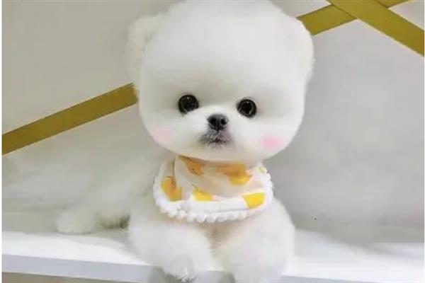 茶杯犬的由来，是基因突变产生的