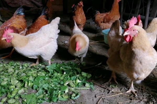 喂鸡用生米还是熟米饭，生米和熟米饭均可饲喂
