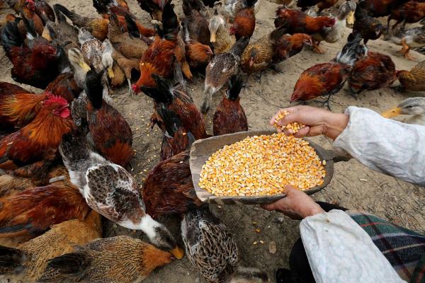 喂鸡用生米还是熟米饭，生米和熟米饭均可饲喂