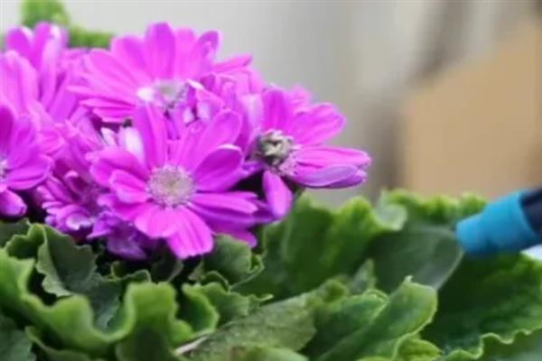 怎么防治瓜叶菊的病虫害，冬季清除杂草落叶可消灭越冬虫源