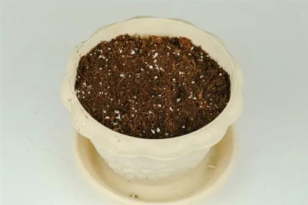 怎么防治瓜叶菊的病虫害，冬季清除杂草落叶可消灭越冬虫源