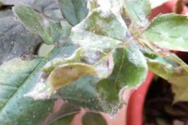 怎么防治瓜叶菊的病虫害，冬季清除杂草落叶可消灭越冬虫源