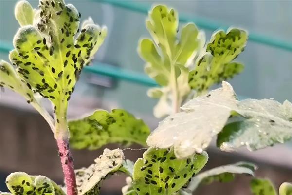 怎么防治瓜叶菊的病虫害，冬季清除杂草落叶可消灭越冬虫源