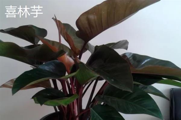 有哪些完全喜阴的植物，常见的有铁线蕨、喜林芋等