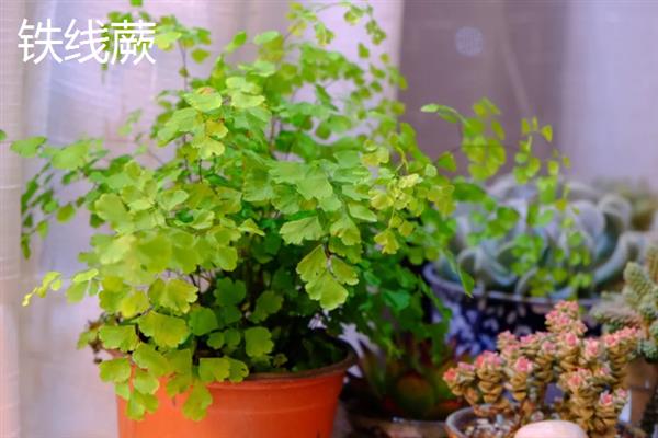 有哪些完全喜阴的植物，常见的有铁线蕨、喜林芋等