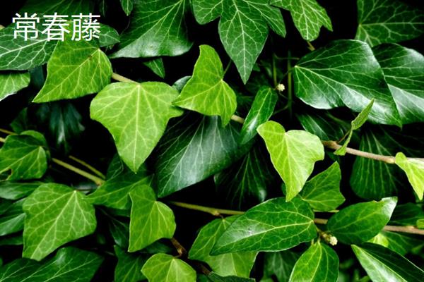 有哪些完全喜阴的植物，常见的有铁线蕨、喜林芋等