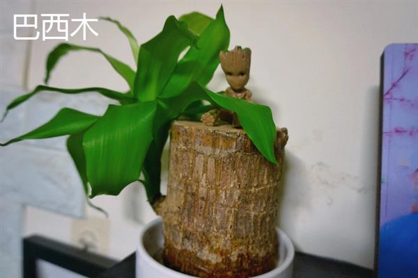 有哪些完全喜阴的植物，常见的有铁线蕨、喜林芋等