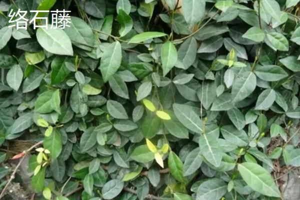 有哪些完全喜阴的植物，常见的有铁线蕨、喜林芋等