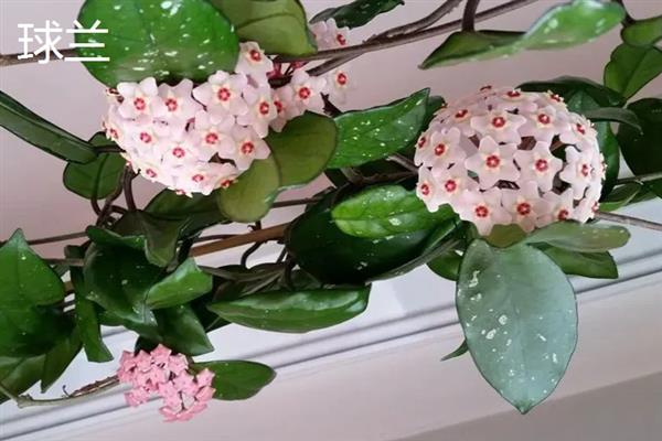 有哪些完全喜阴的植物，常见的有铁线蕨、喜林芋等