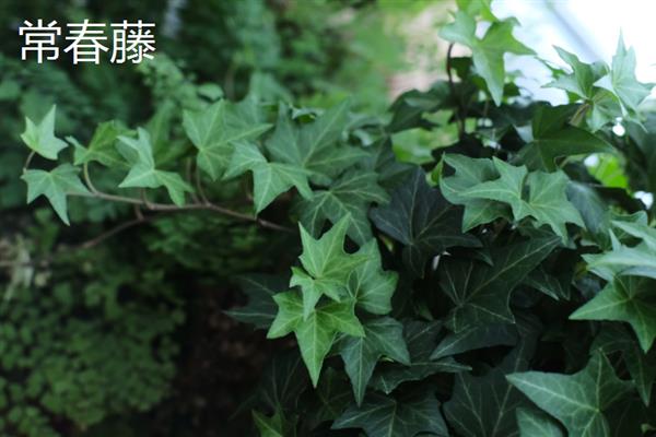 有哪些完全喜阴的植物，常见的有铁线蕨、喜林芋等