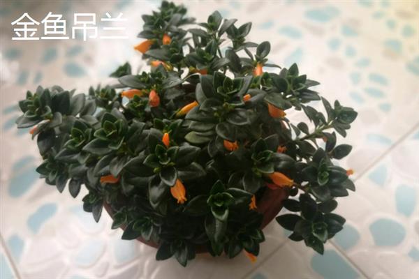 有哪些完全喜阴的植物，常见的有铁线蕨、喜林芋等
