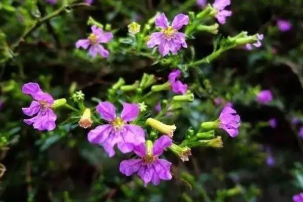 雪茄花的叶片发黄掉落如何处理，缺少光照时要剪除黄叶并放在室外养护
