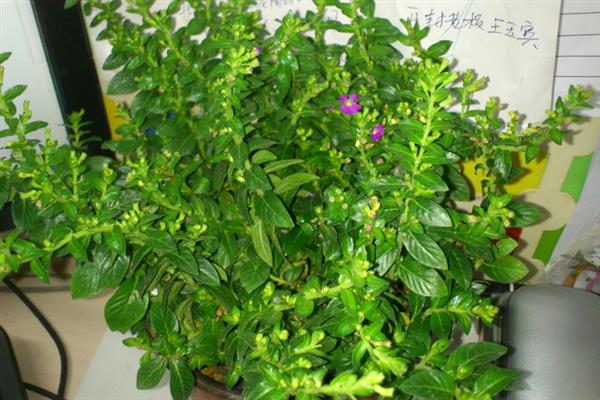 雪茄花的叶片发黄掉落如何处理，缺少光照时要剪除黄叶并放在室外养护