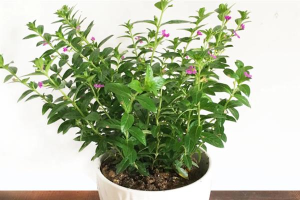 雪茄花的叶片发黄掉落如何处理，缺少光照时要剪除黄叶并放在室外养护